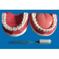 ARCADA DENTÁRIA C/LÍNGUA E ESCOVA TZJ-0312-B ANATOMIC
